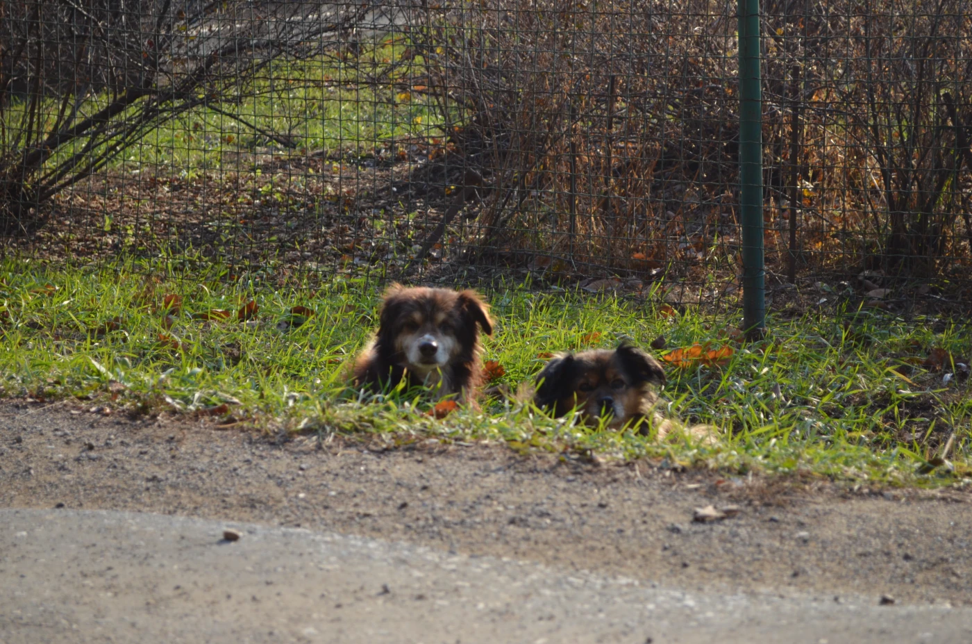 Животные 41.webp