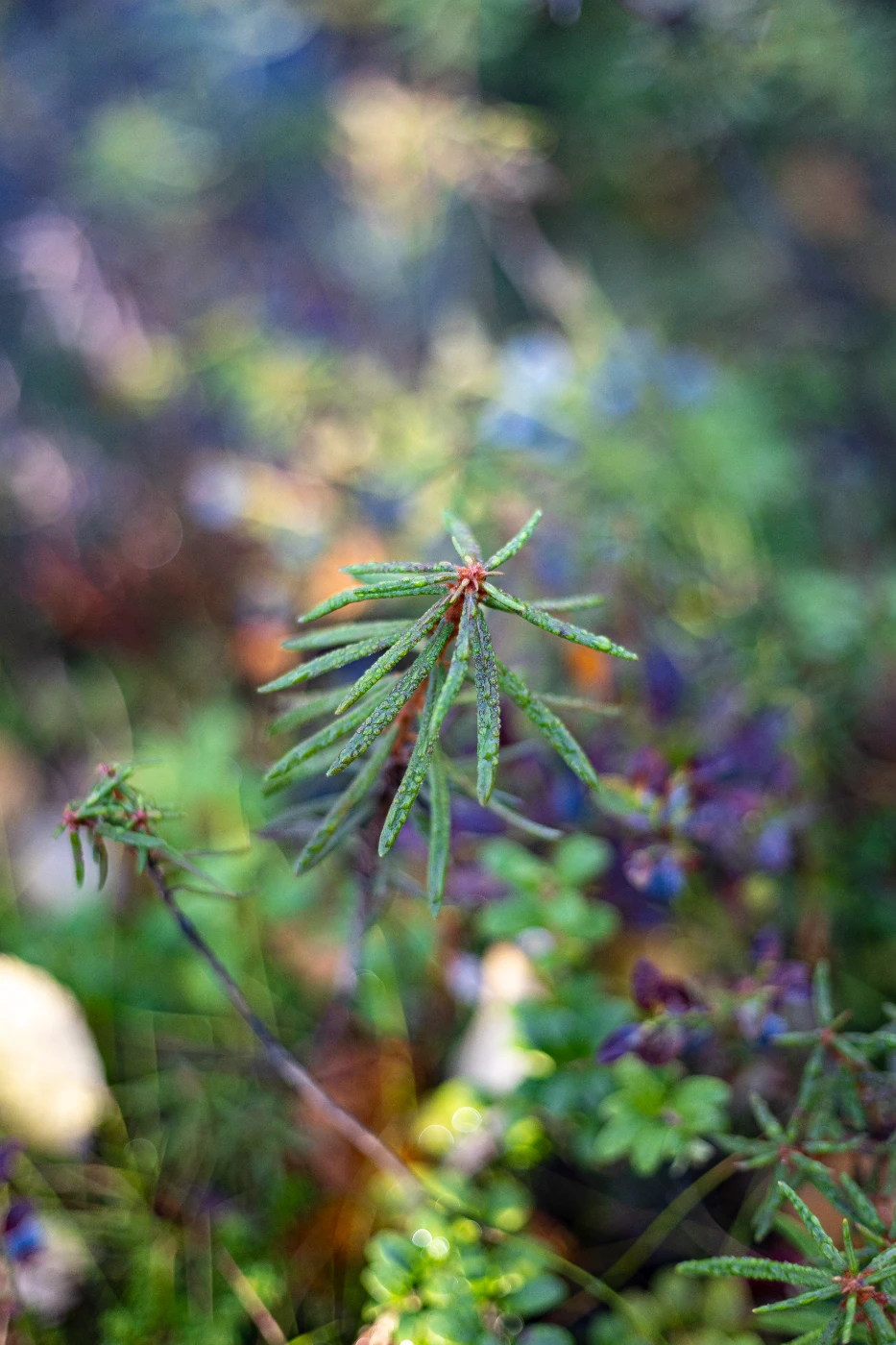 Осенние мгновения om0a1885.webp