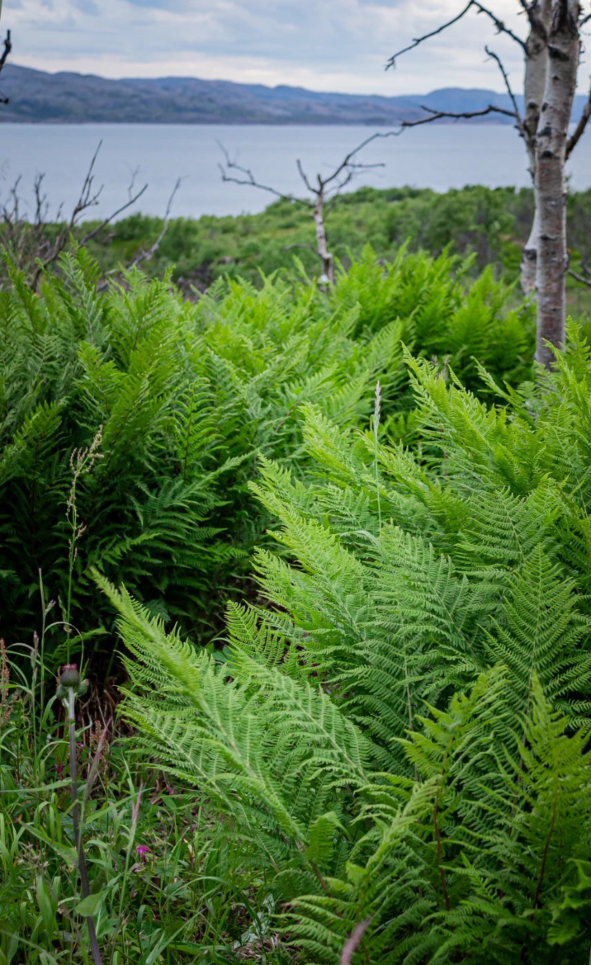 п-ов Средний в деталях om0a0190.webp