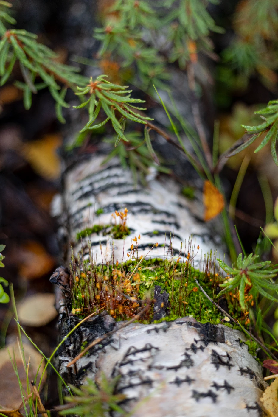 Осенние мгновения om0a1892.webp