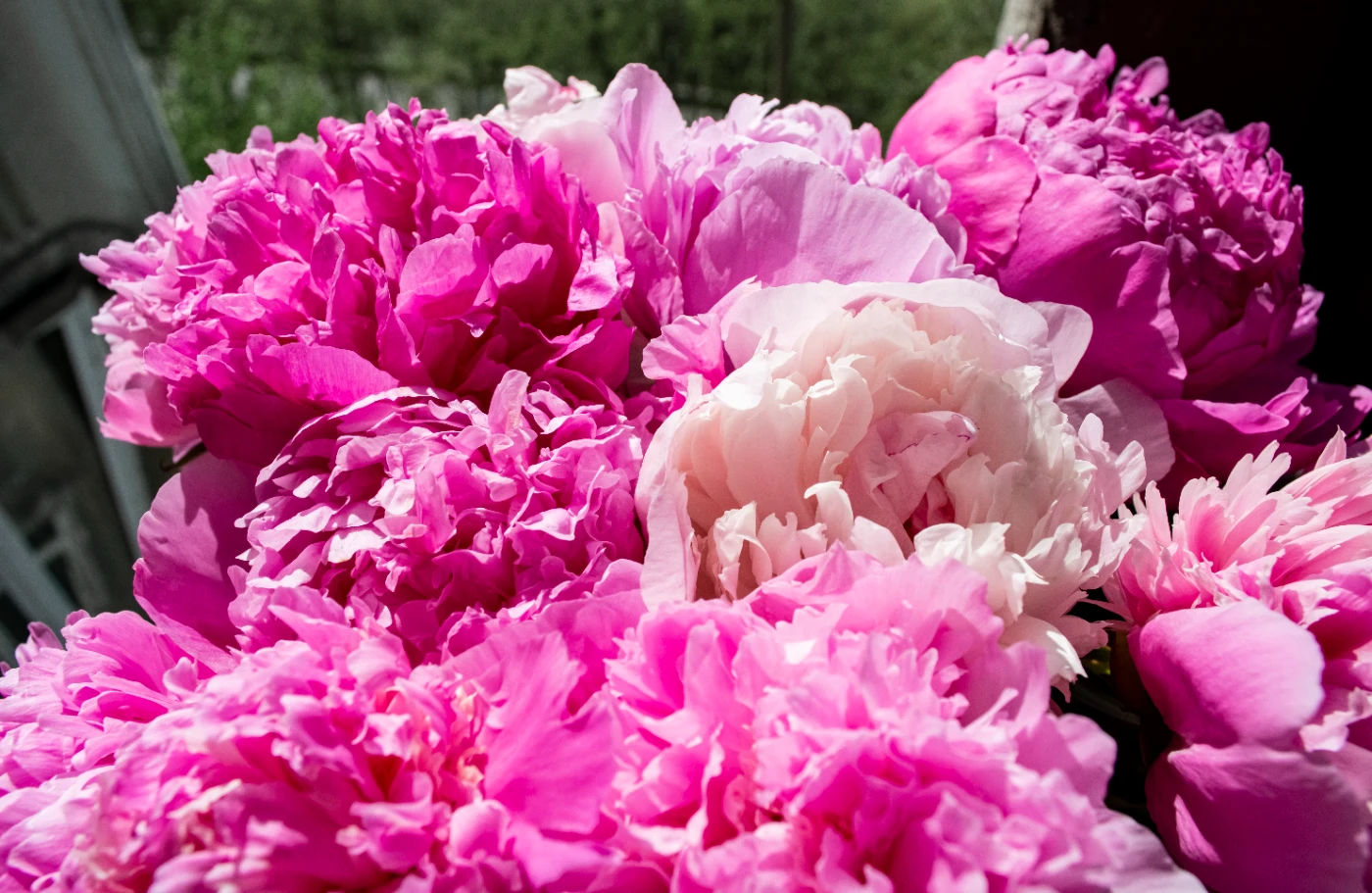 Коты и цветы dsc-0482.webp