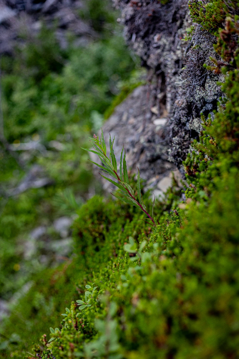 п-ов Средний в деталях om0a0155.webp