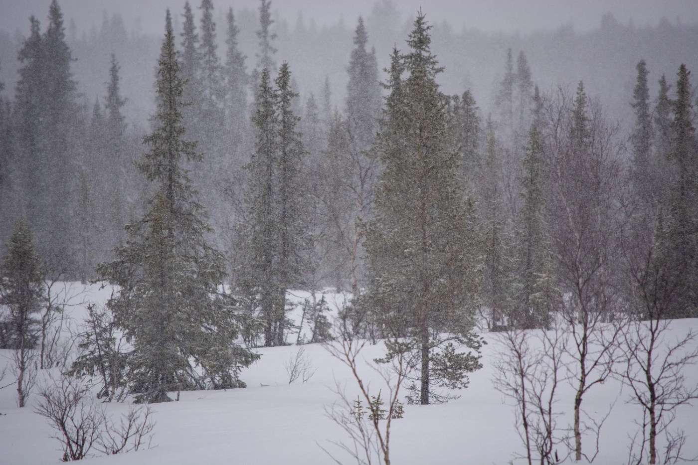 Весенние снега dsc-0811.webp