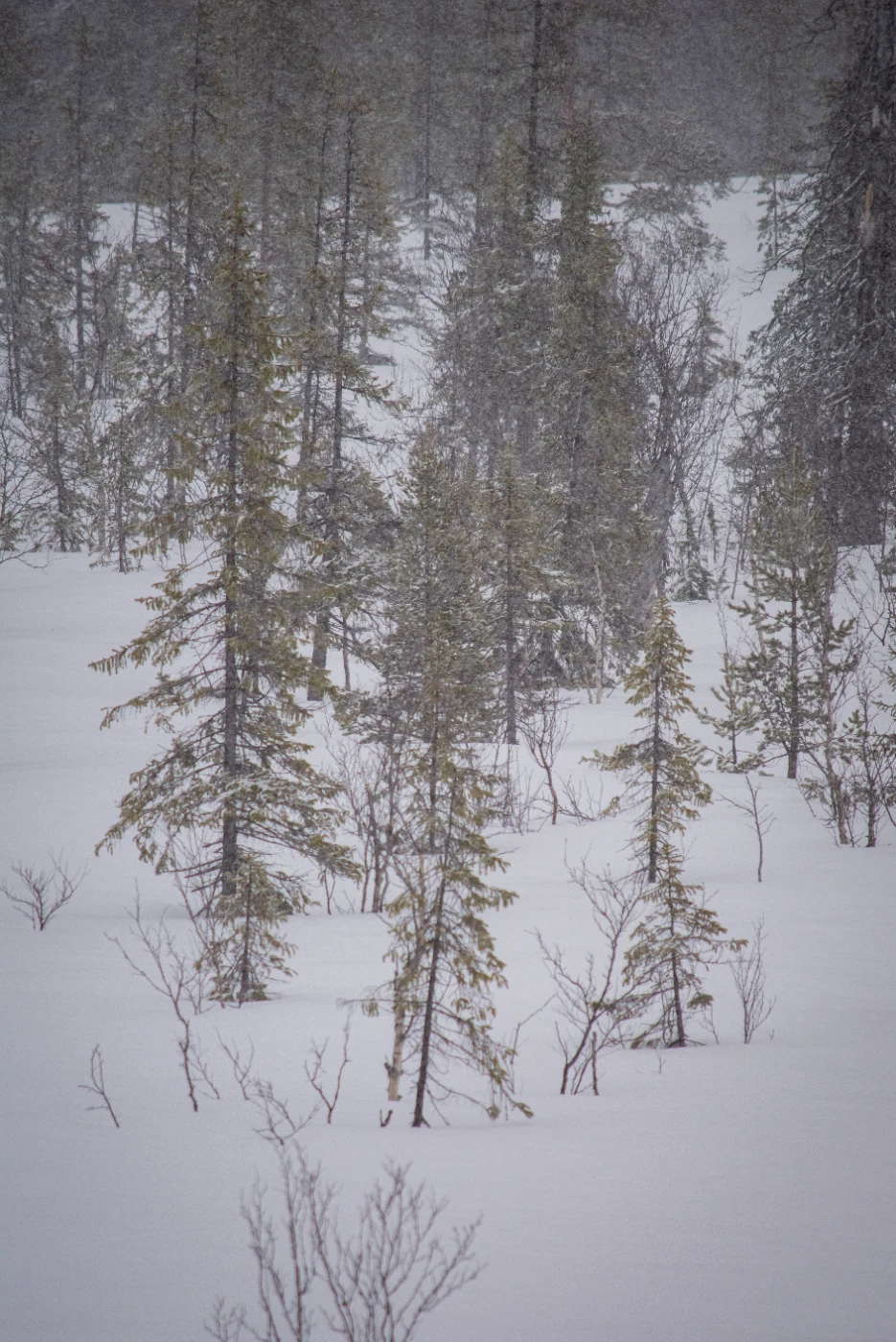 Весенние снега dsc-0813.webp