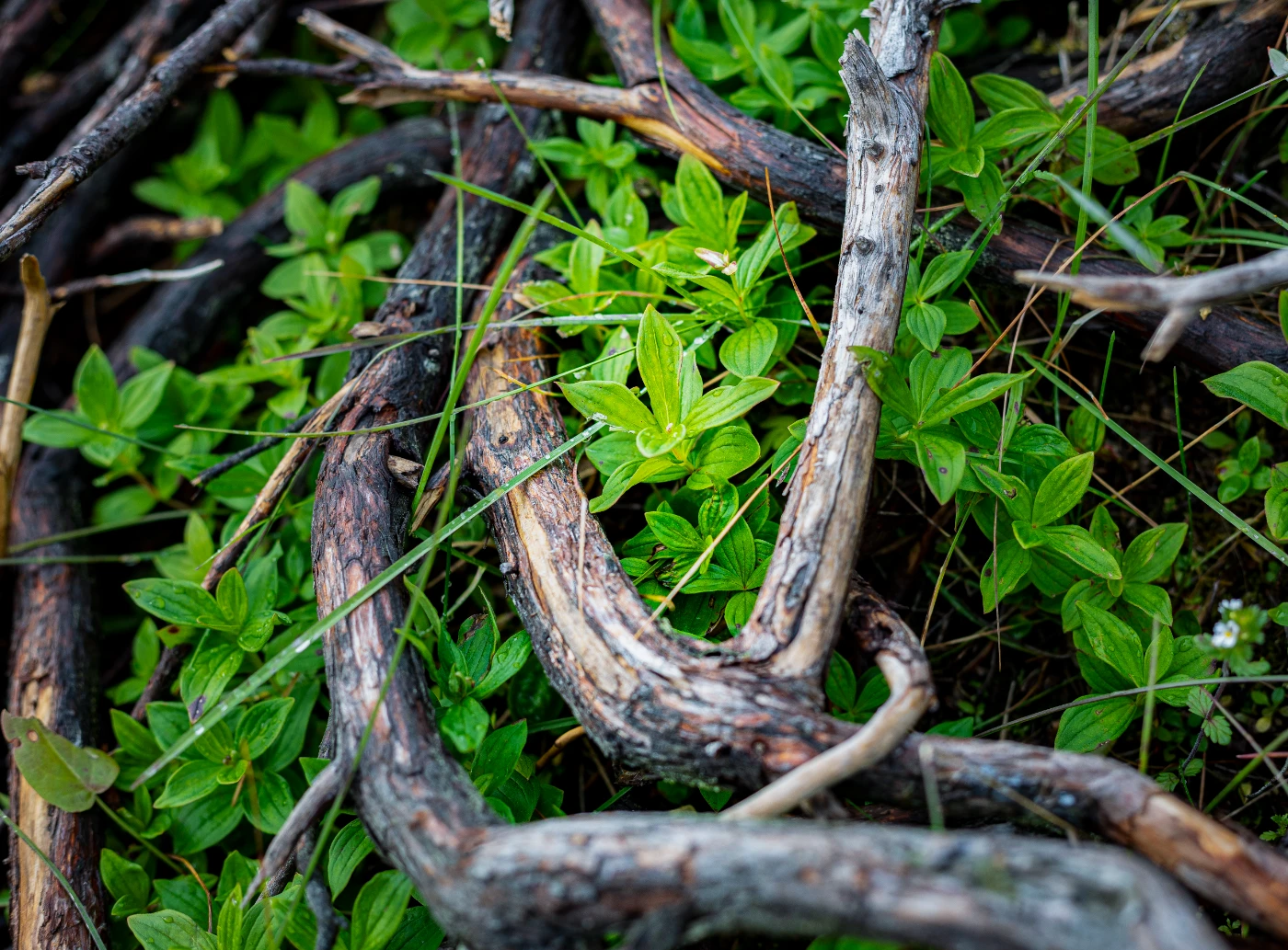 п-ов Средний в деталях om0a0294.webp