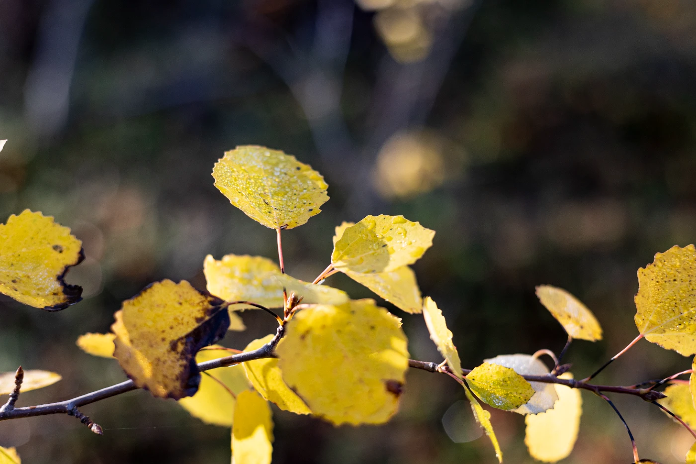 Осенние мгновения om0a1902.webp