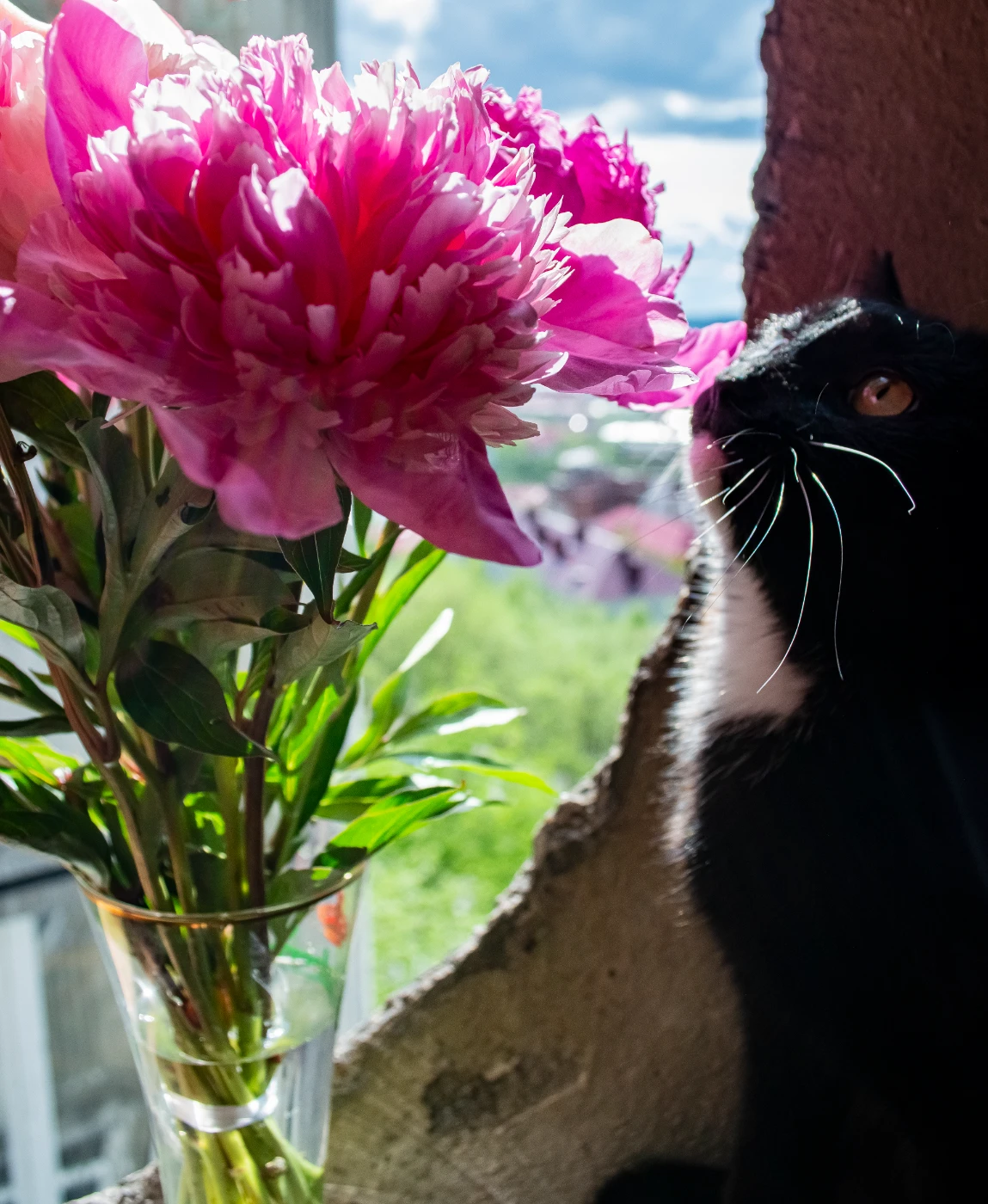 Коты и цветы dsc-0489.webp