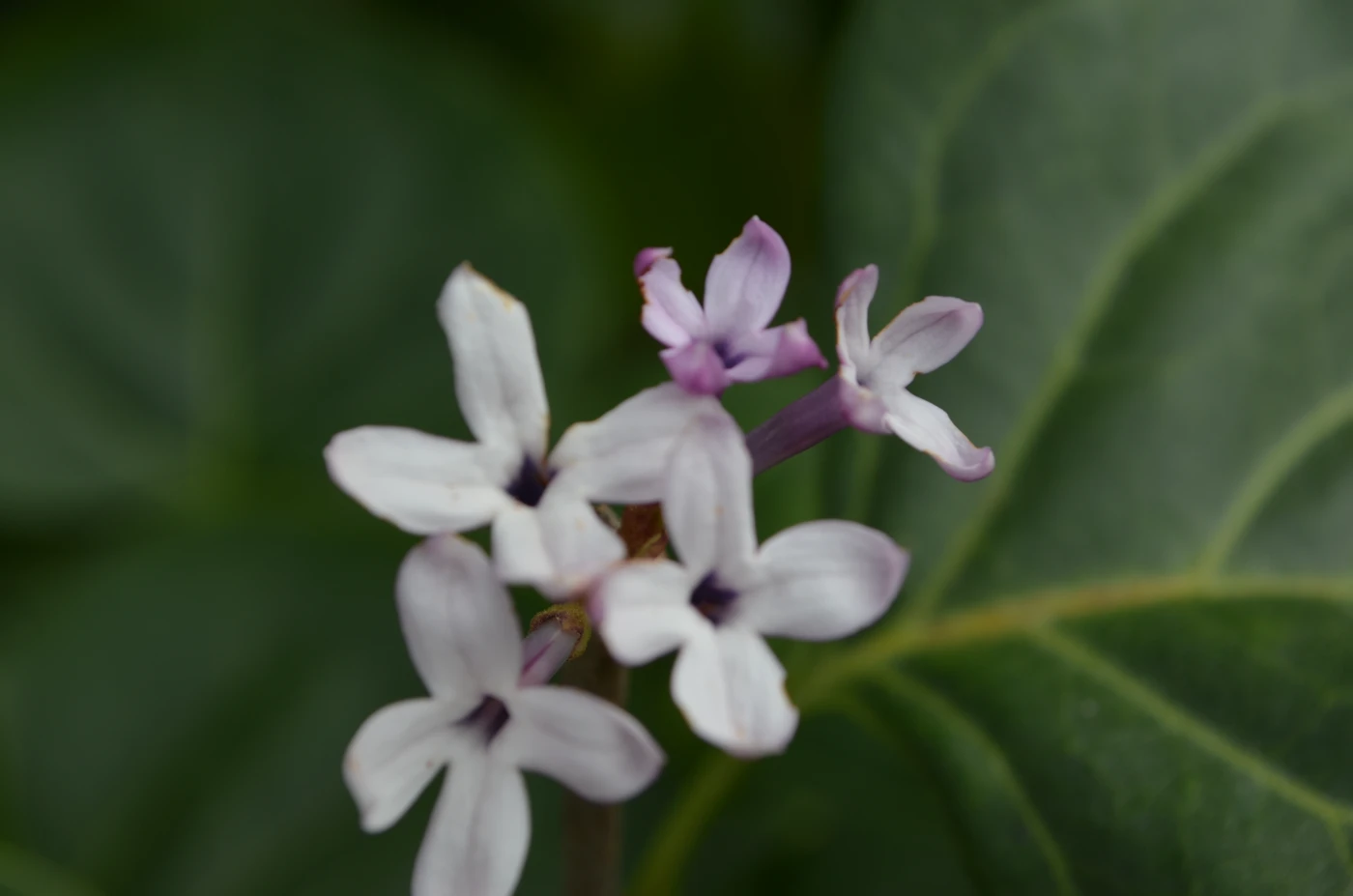 Макросъмка 21.webp