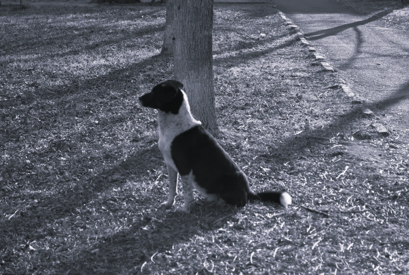 Стрит фото dsc-0242.webp