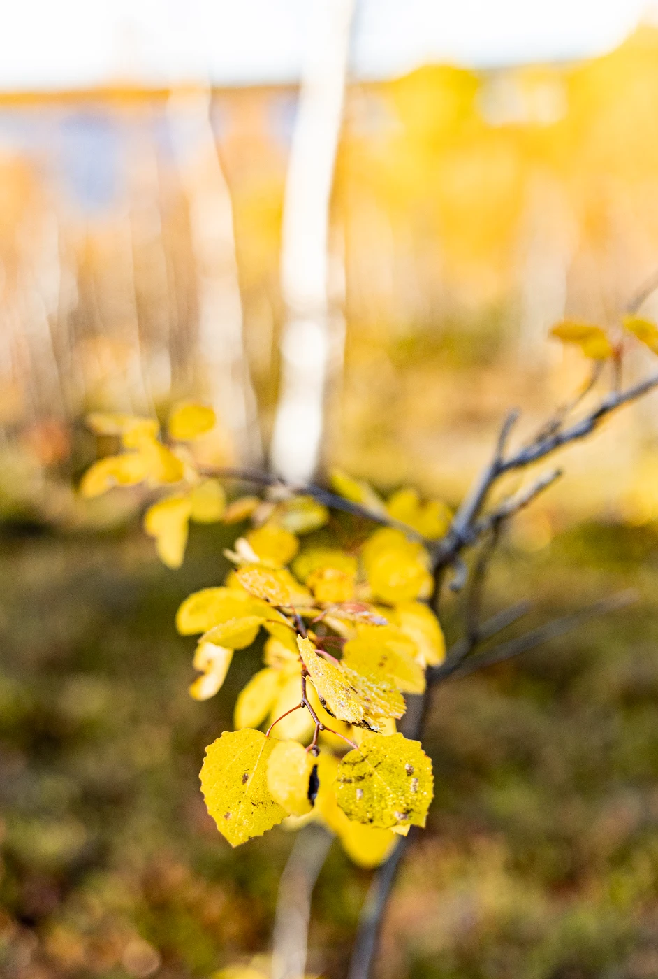 Осенние мгновения om0a1900.webp