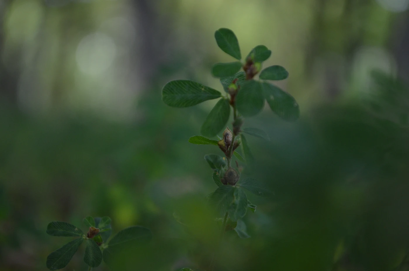 Макросъмка 12.webp