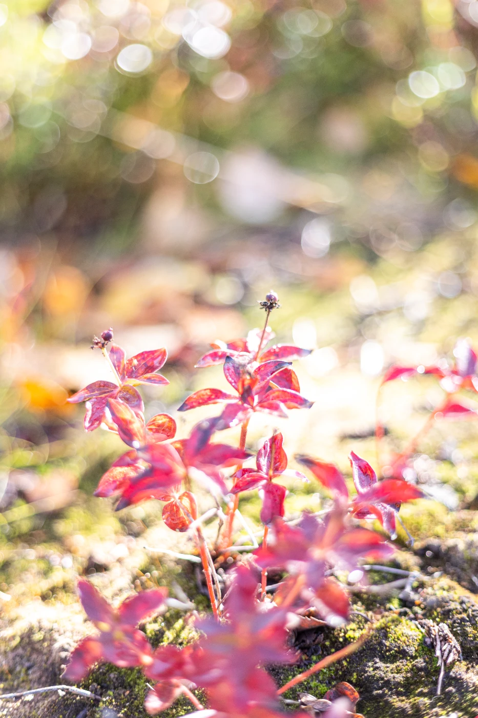 Осенние мгновения om0a1889.webp