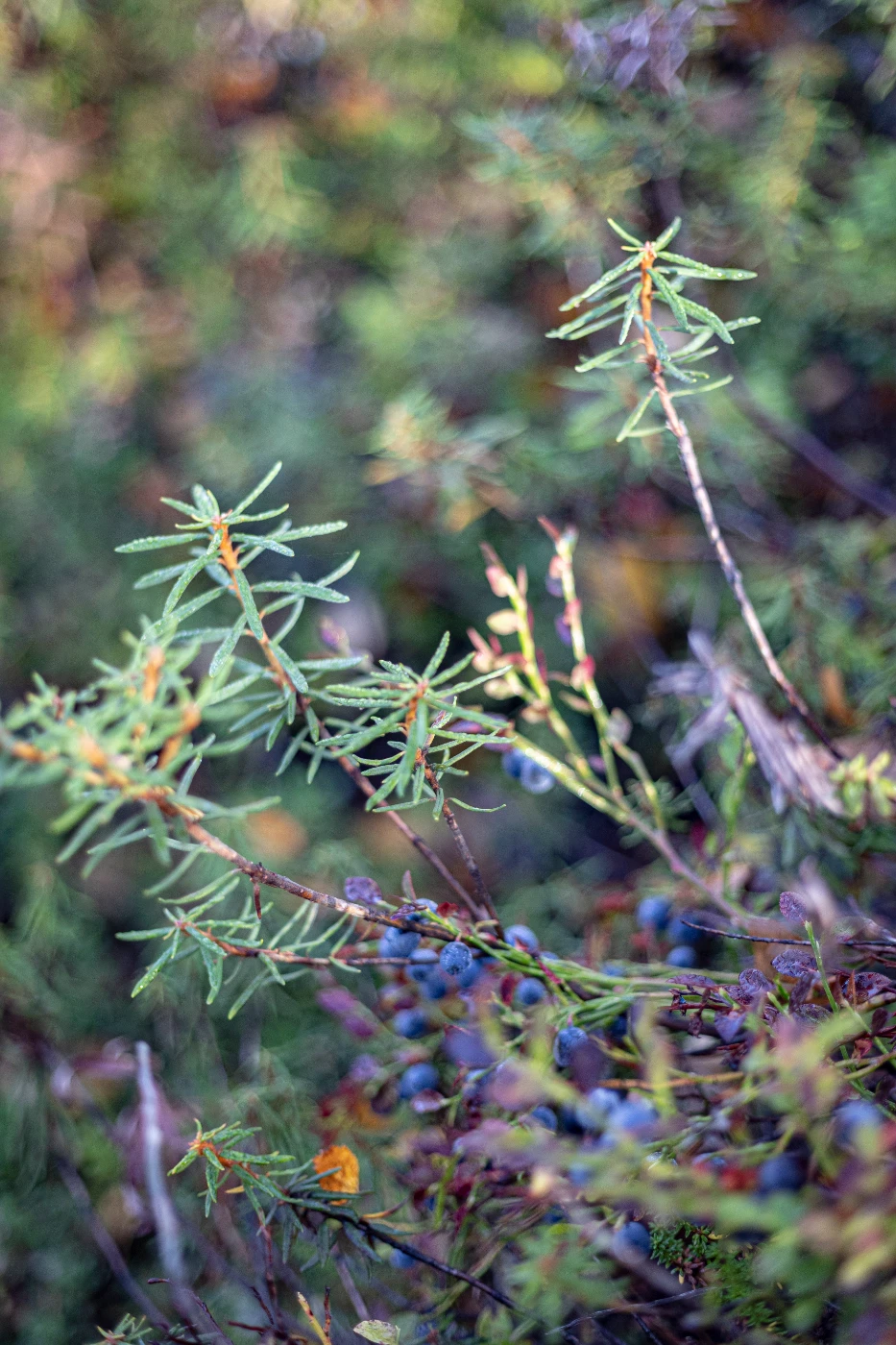 Осенние мгновения om0a1886.webp