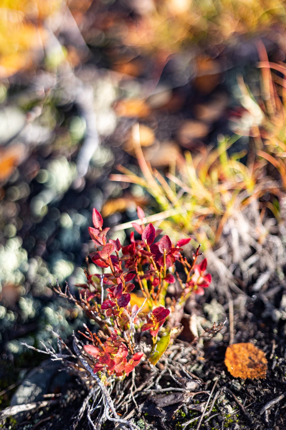 Осенние мгновения om0a1894.webp