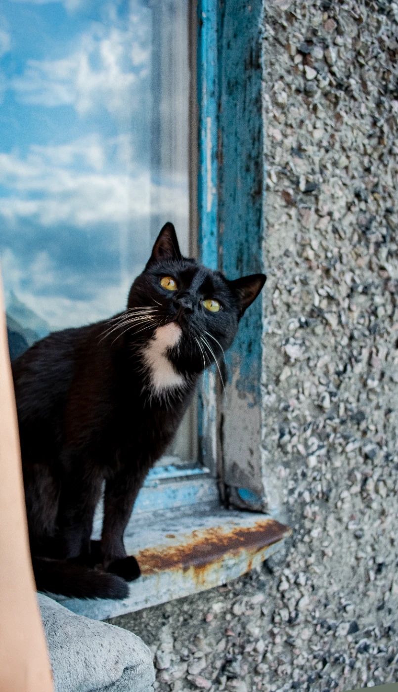 Коты и цветы dsc-0471.webp