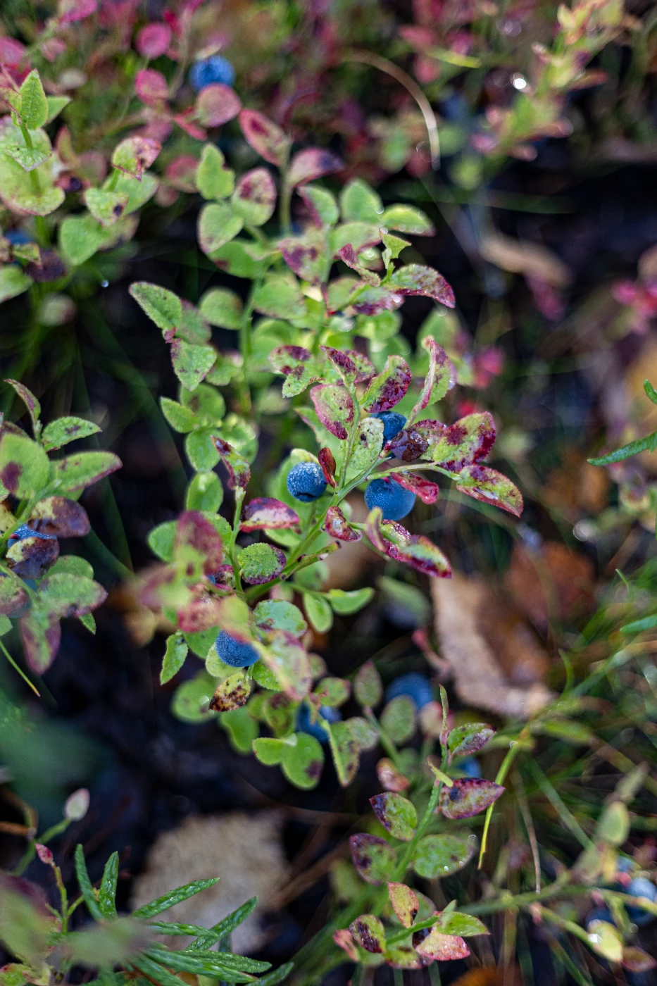 Осенние мгновения om0a1887.webp