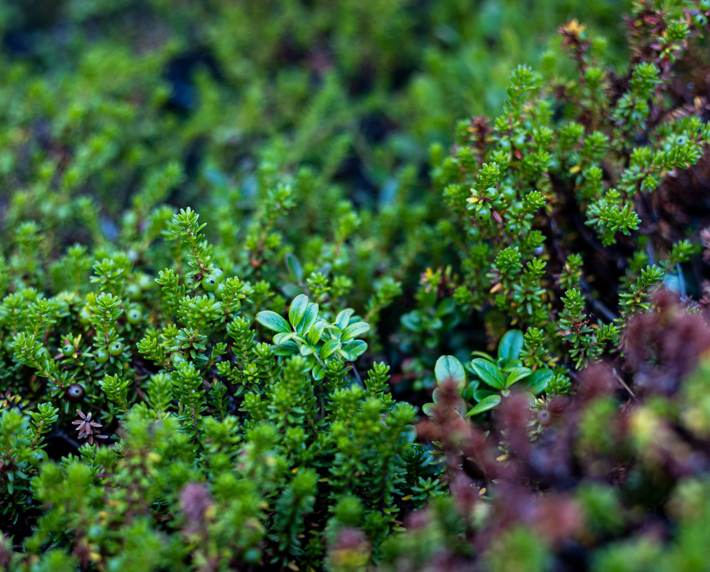 п-ов Средний в деталях om0a0140.webp