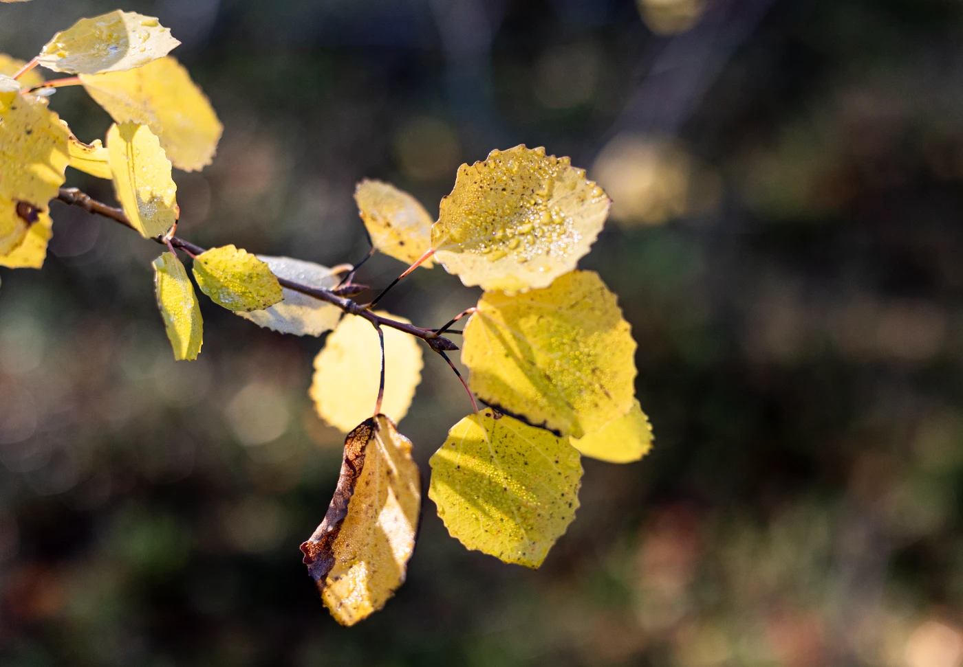 Осенние мгновения om0a1901.webp