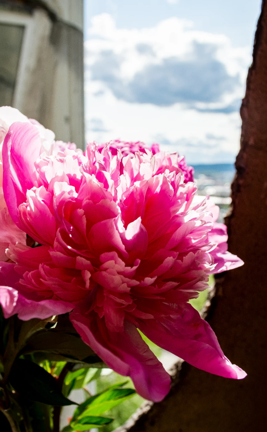 Коты и цветы dsc-0479.webp