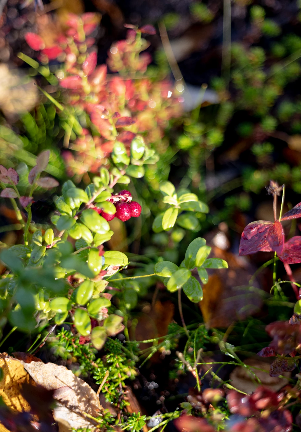 Осенние мгновения om0a1890.webp