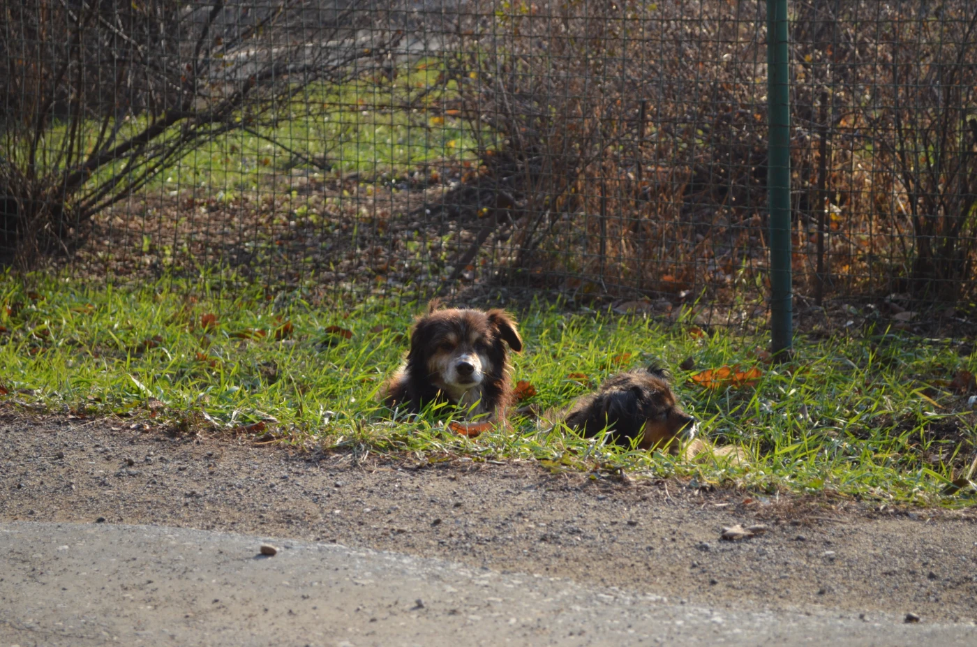 Животные 42.webp