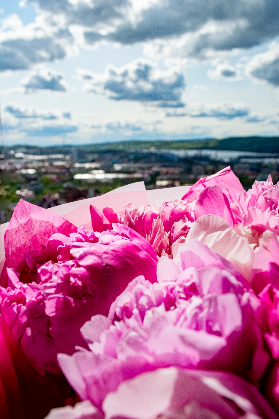 Коты и цветы dsc-0452.webp