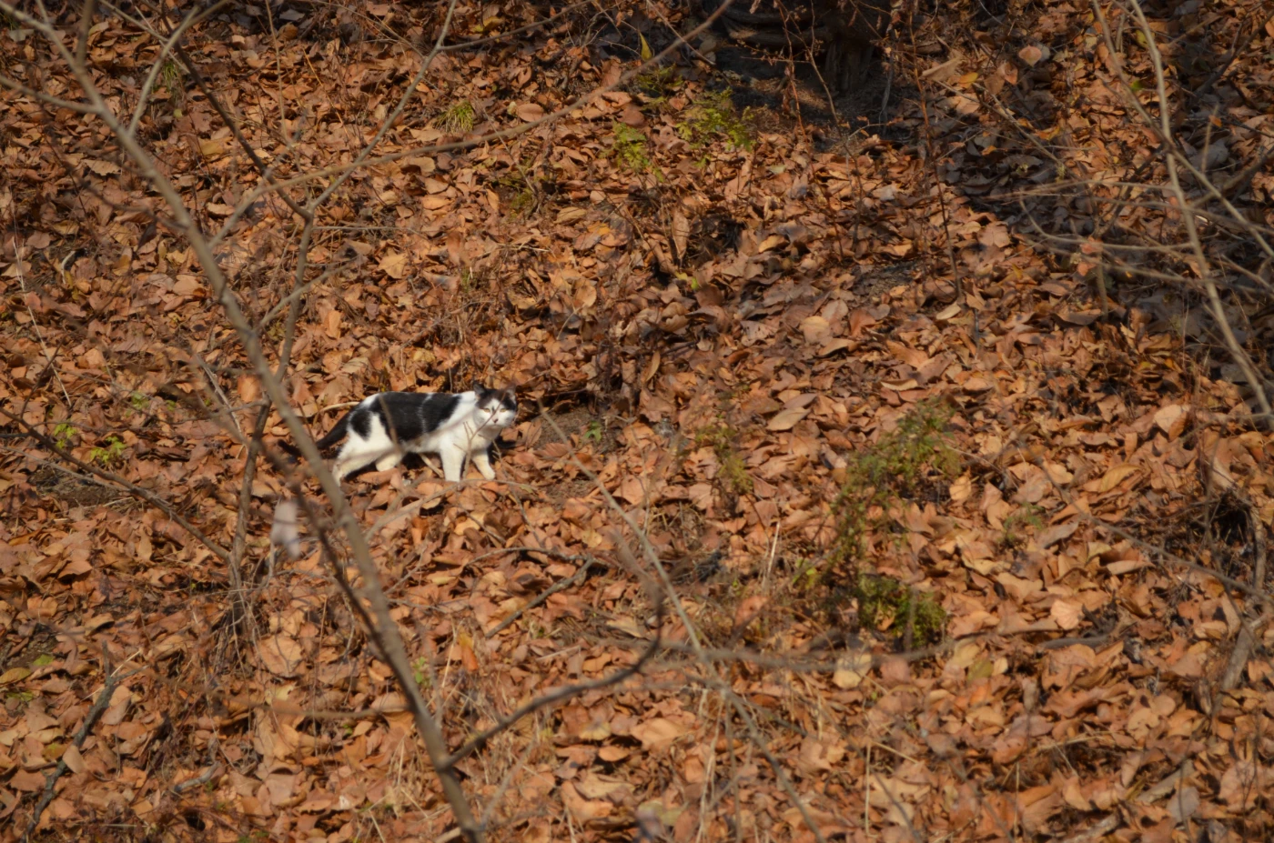 Животные 43.webp