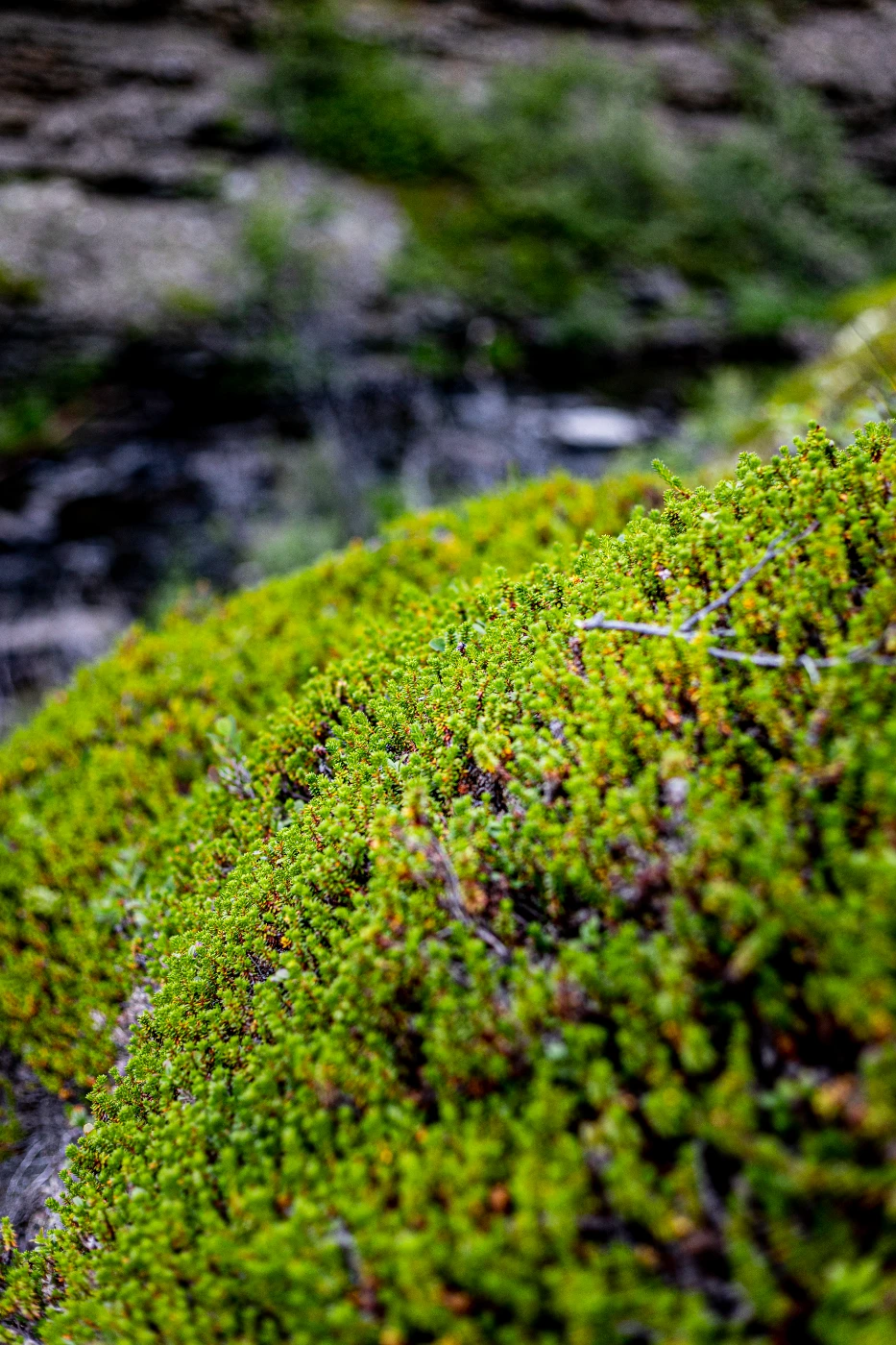 п-ов Средний в деталях om0a0154.webp