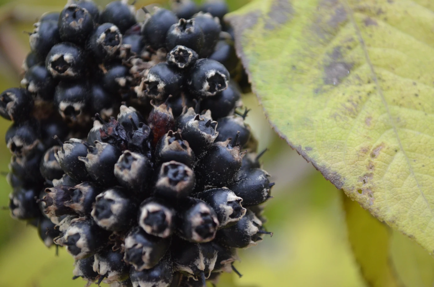 Макросъмка 30.webp