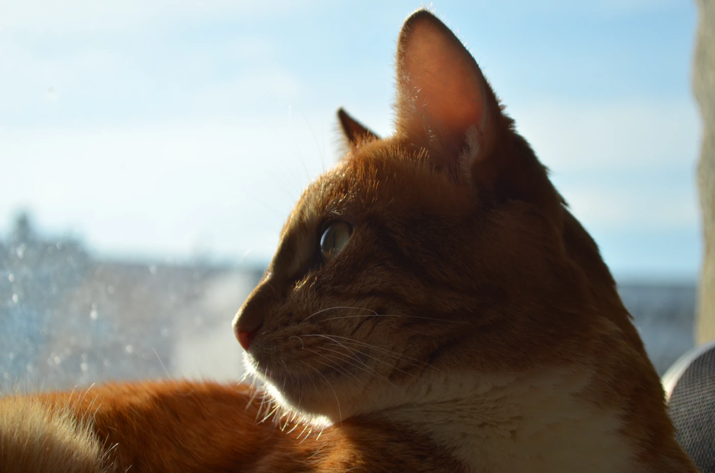 Животные 29.webp