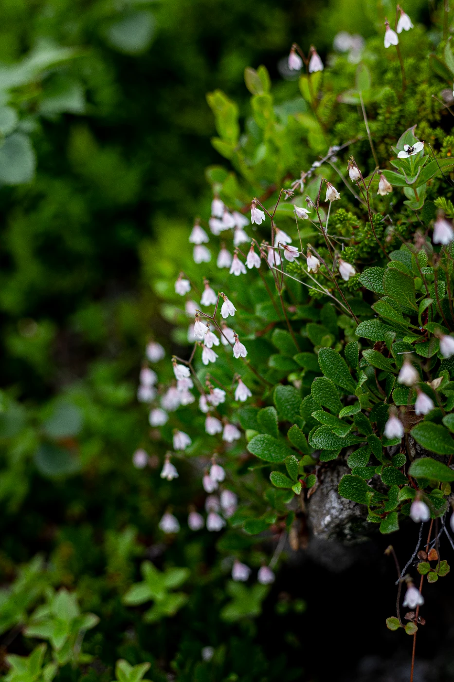 п-ов Средний в деталях om0a0160.webp