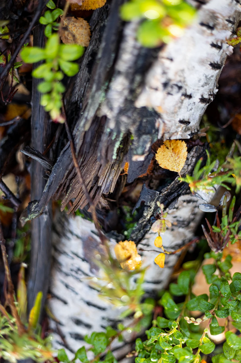 Осенние мгновения om0a1893.webp