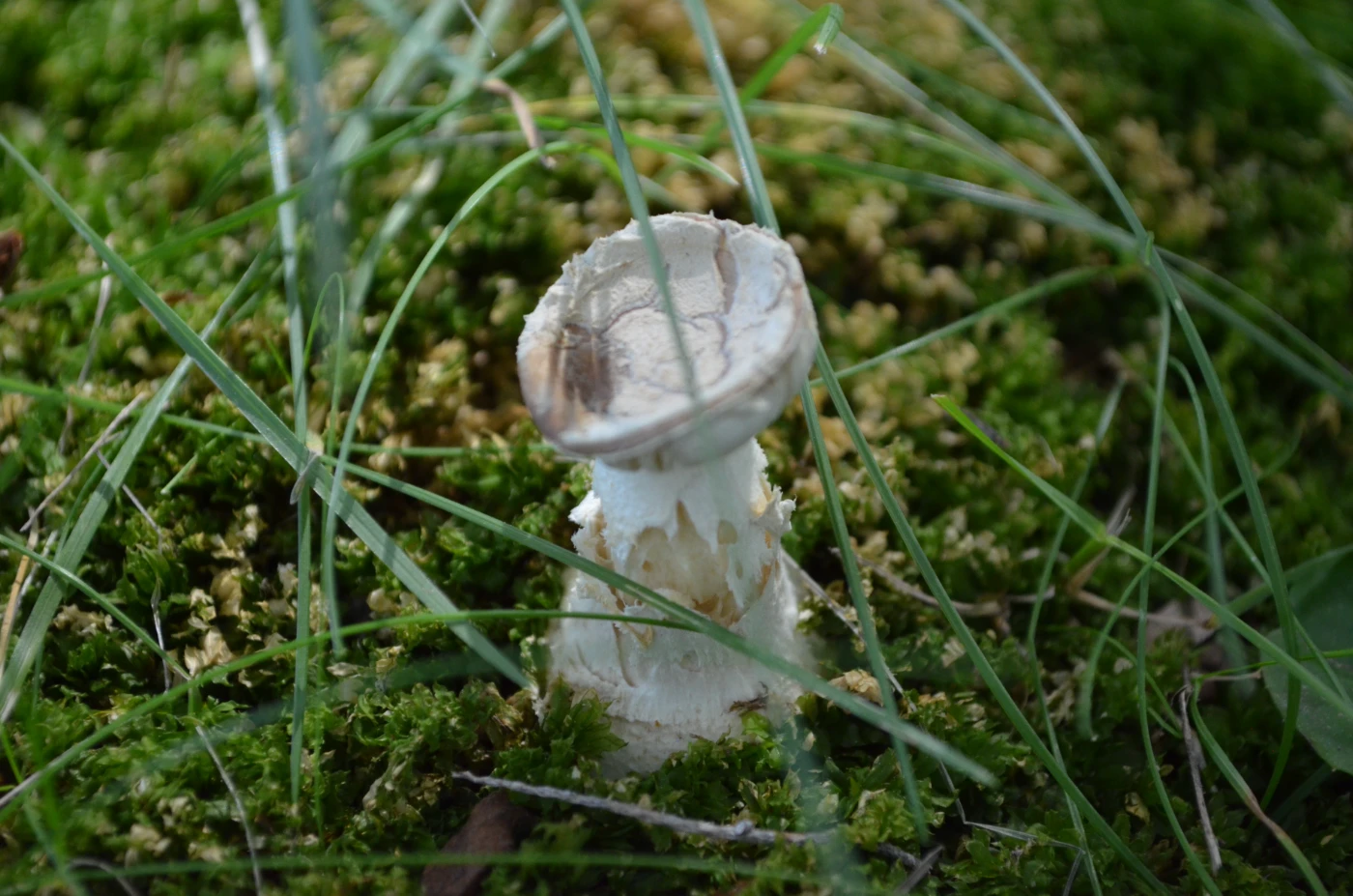 Макросъмка 111.webp